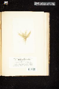 Cladophora gracilis f. subflexuosa image