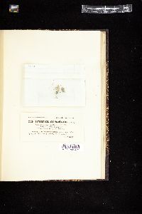 Phormidium incrustatum var. cataractarum image