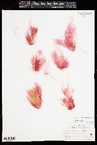 Griffithsia globulifera image