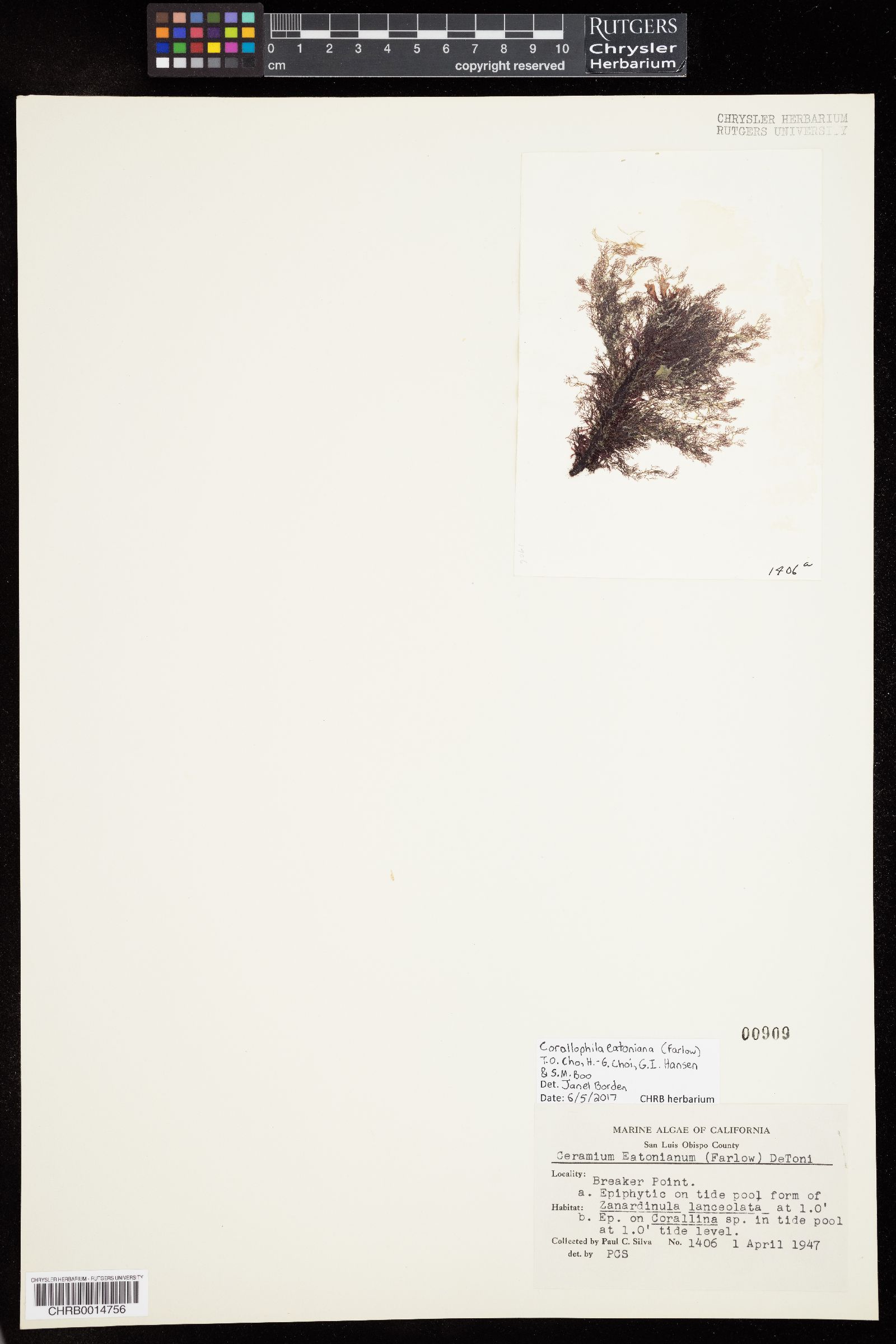 Corallophila eatoniana image