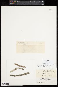 Pneophyllum fragile image