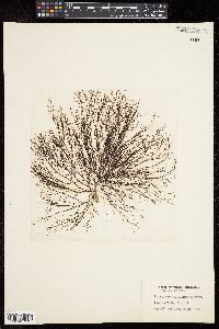 Polysiphonia elongata image
