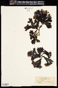 Fucus evanescens image