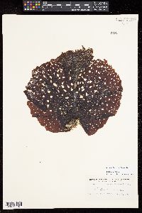 Agarum clathratum image