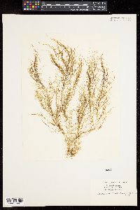 Dictyosiphon foeniculaceus image