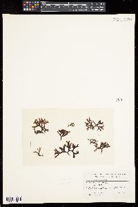 Ishige foliacea image