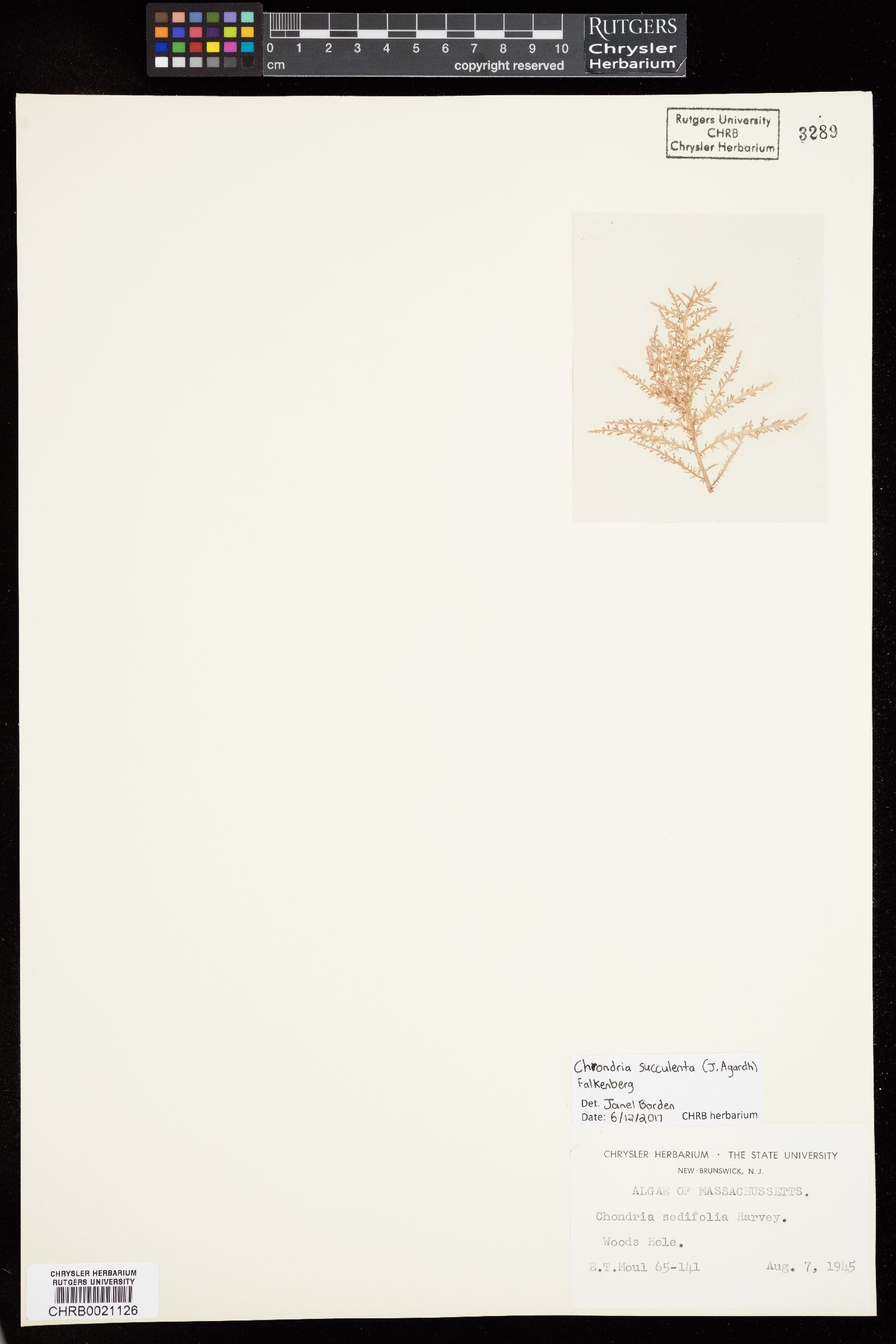 Chondria succulenta image