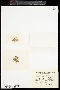 Oedogonium echinospermum image