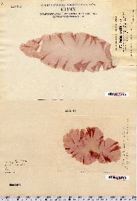 Porphyra leucosticta image