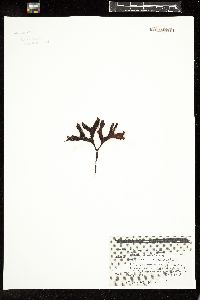 Mastocarpus stellatus image