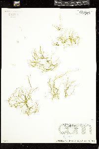 Enteromorpha clathrata image
