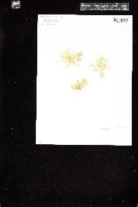 Cladophora crystallina image