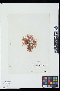 Callithamnion roseum image