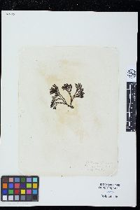 Pelvetiopsis limitata image