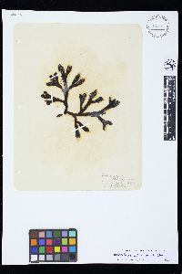 Hesperophycus californicus image