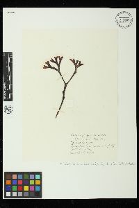 Ahnfeltiopsis linearis image