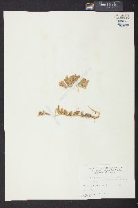 Caulerpa cupressoides f. elegans image