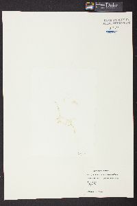 Caulerpa mexicana f. pectinata image