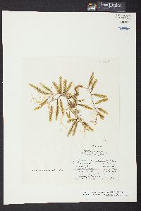 Caulerpa mexicana image