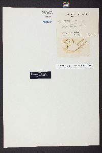 Caulerpa brachypus f. parvifolia image