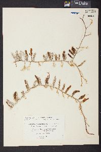 Caulerpa sertularioides f. farlowii image
