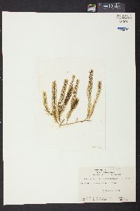 Caulerpa sertularioides image