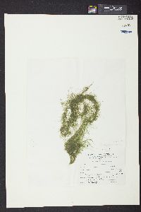Cladophora crispula image