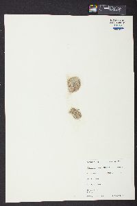 Cladophoropsis gracillima image