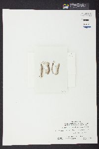 Dasycladus vermicularis image