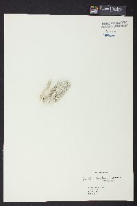 Penicillus dumetosus f. expansus image