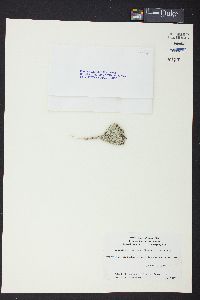 Penicillus dumetosus image