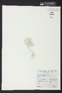 Rhipocephalus phoenix f. longifolius image