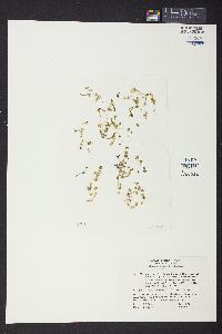 Rosenvingiella polyrhiza image