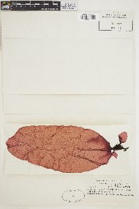 Rhodoglossum latissimum image