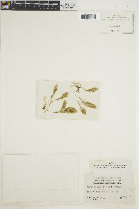 Asparagopsis sanfordiana image