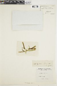 Rhodymenia ligulata image