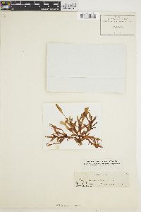 Rhodymenia corallina image