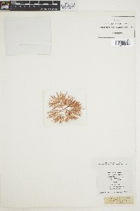Delesseria hypoglossum image
