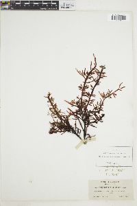 Nitophyllum violaceum image