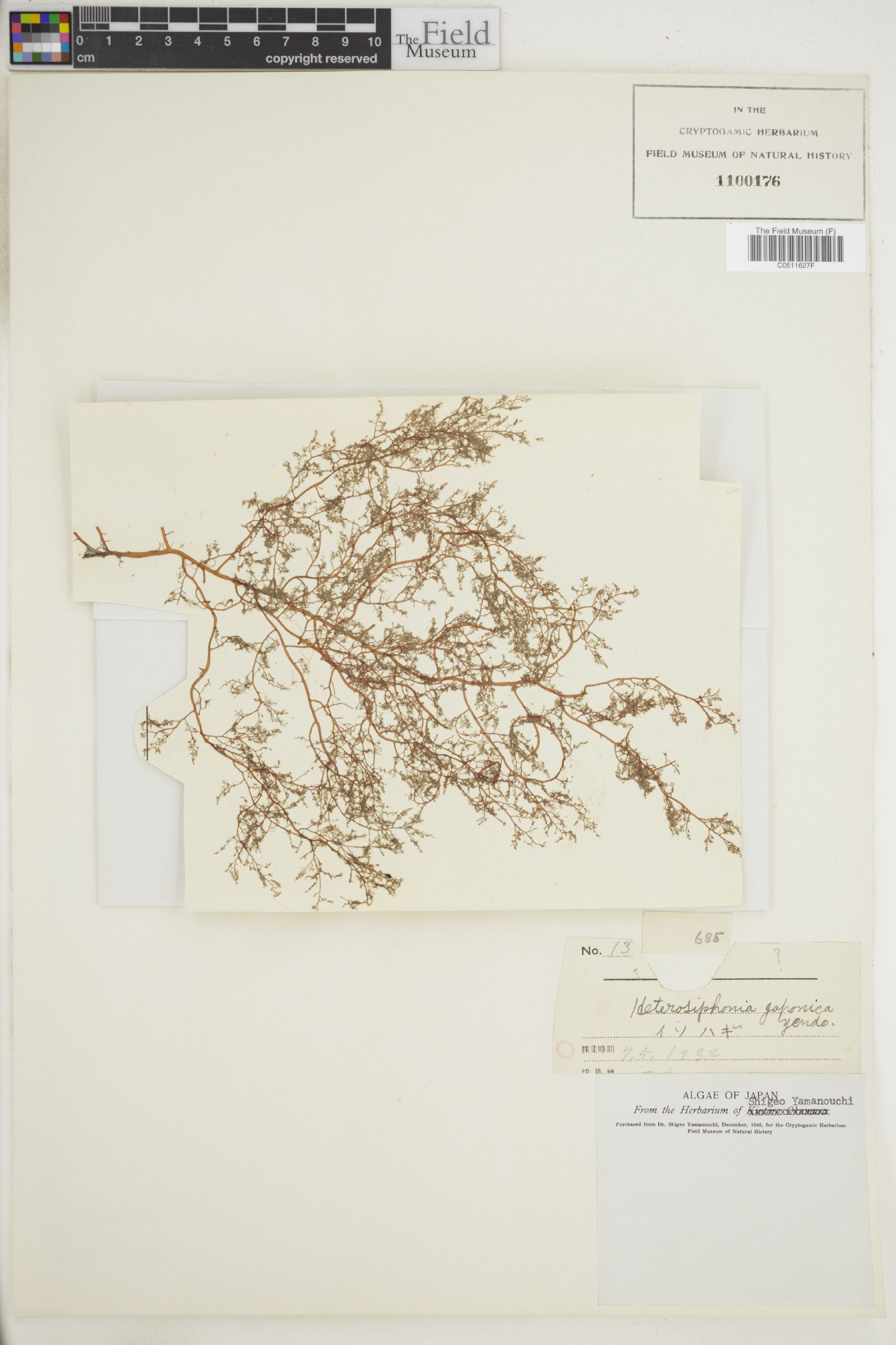 Herposiphonia japonica image