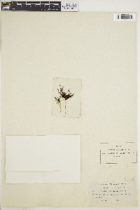 Image of Polysiphonia acuminata