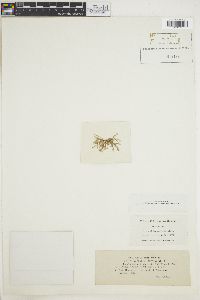 Sphacelaria cervicornis image