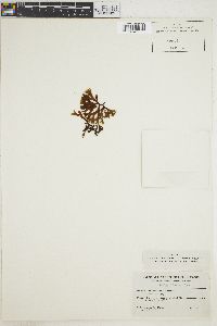 Ishige foliacea image