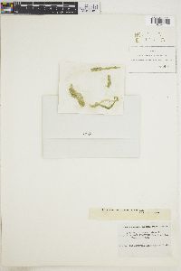 Ulva acanthophora image