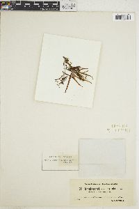 Image of Myriactula pulvinata
