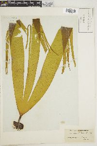 Saccorhiza bulbosa image