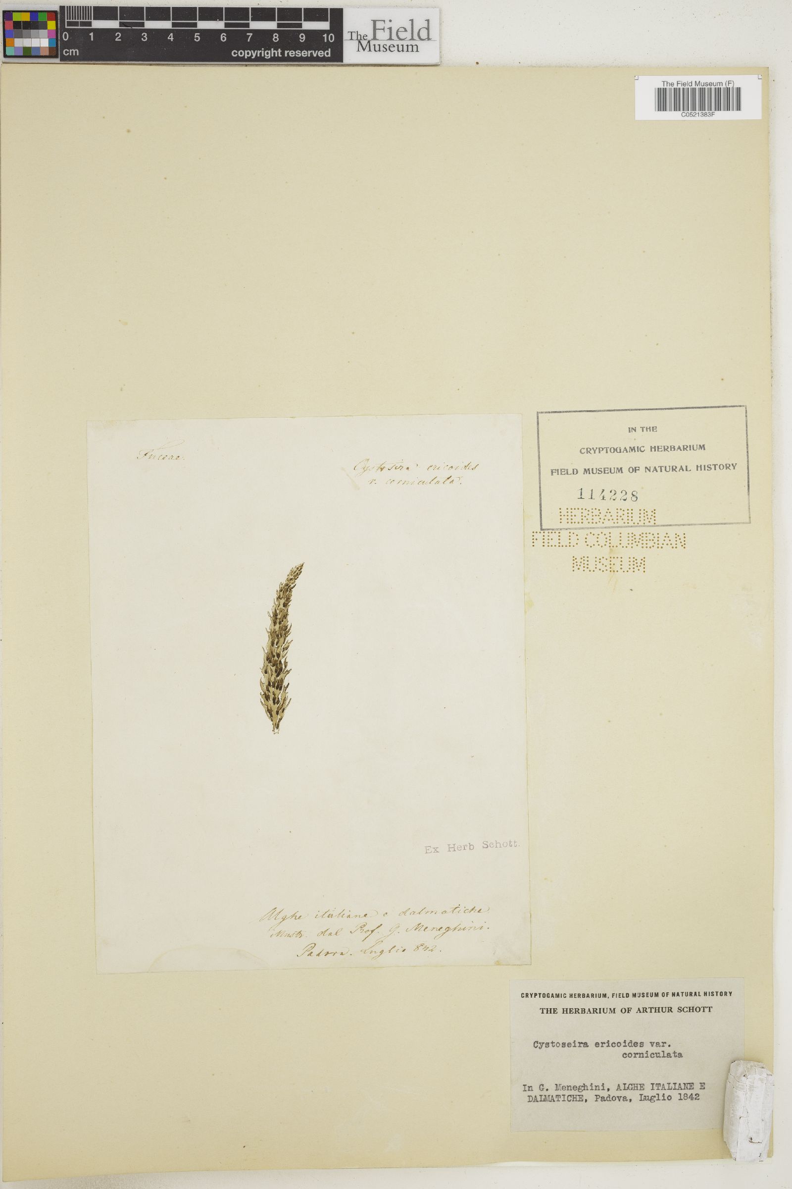 Cystoseira ericoides var. corniculata image