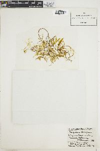 Sargassum bacciferum image