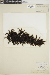 Sargassum sinclairii image