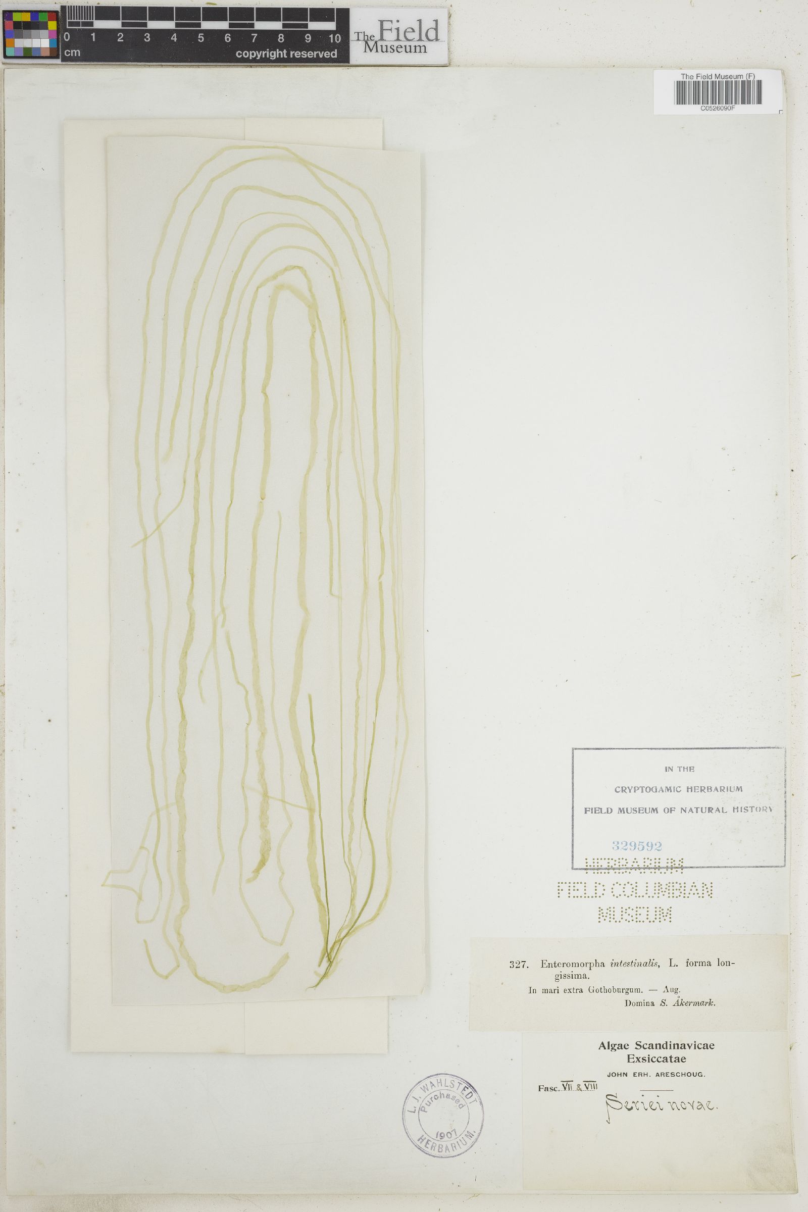 Enteromorpha intestinalis f. longissima image
